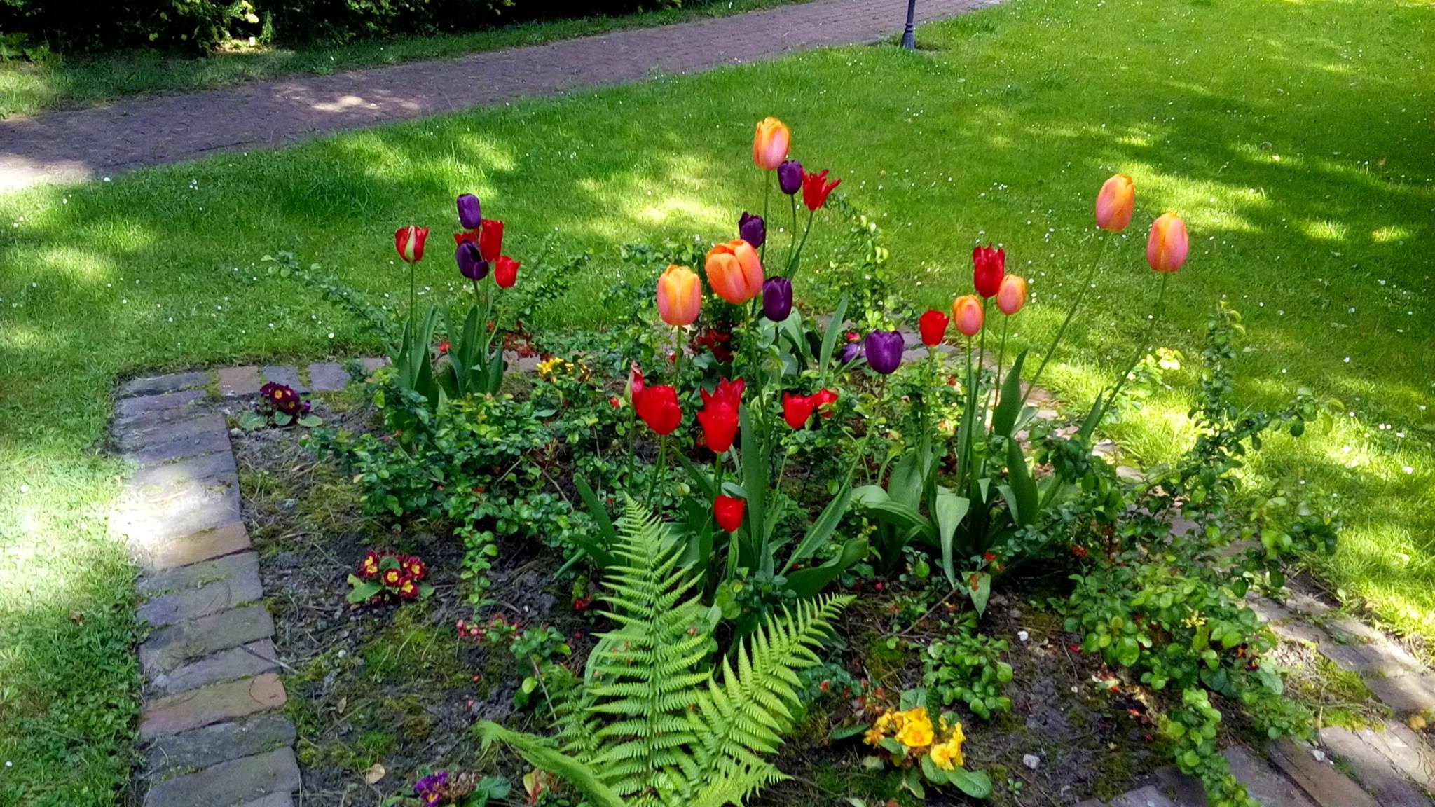 Blumenzwiebelsammel- und -pflanzaktion trägt Früchte bzw. Blüten