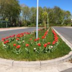 Mit Tulpen helfen und gestalten
