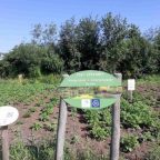 Planungen für den Internationalen Garten am Wangermeer