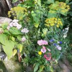 Wettbewerb „Insektenfreundlicher Garten“