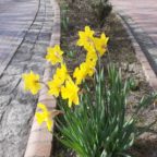 Blumenzwiebeln für den öffentlichen Raum im Wangerland